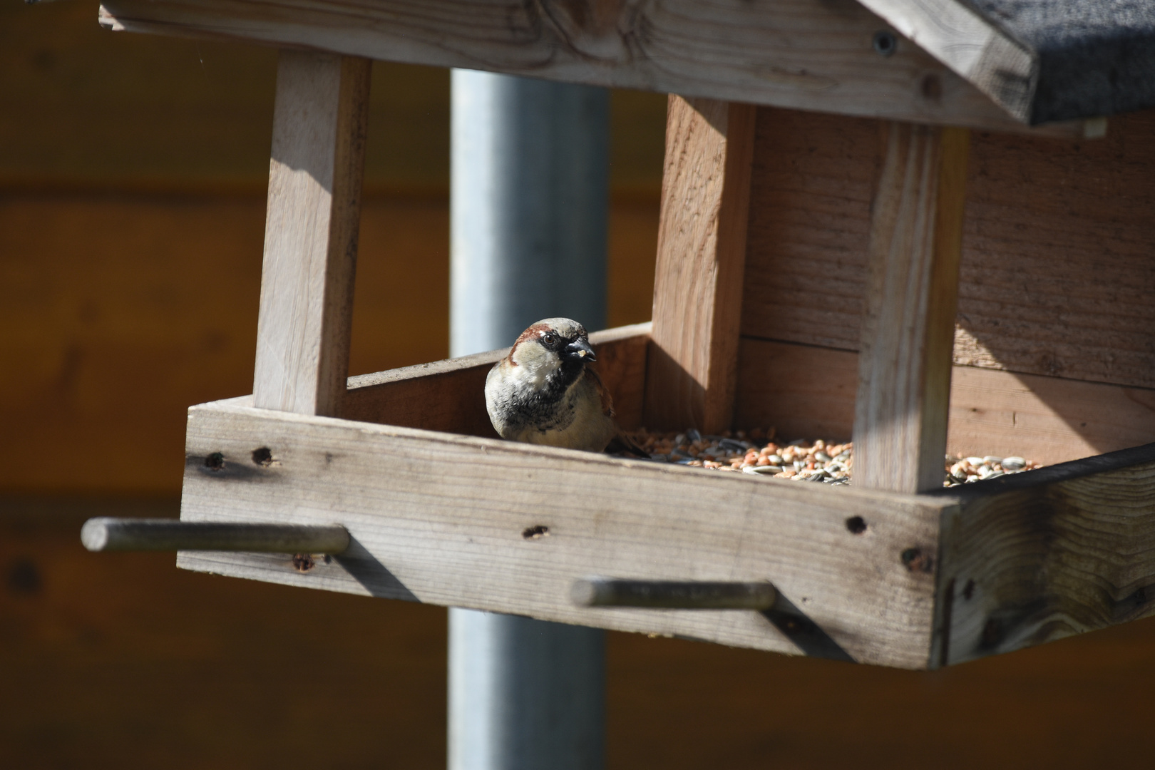 Spatz am Futterplatz