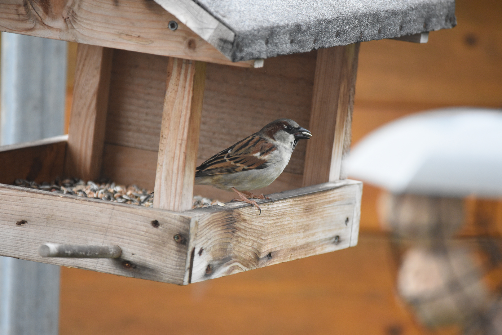 Spatz am Futterplatz