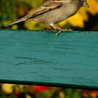 Spatz am herbstlichen Tag