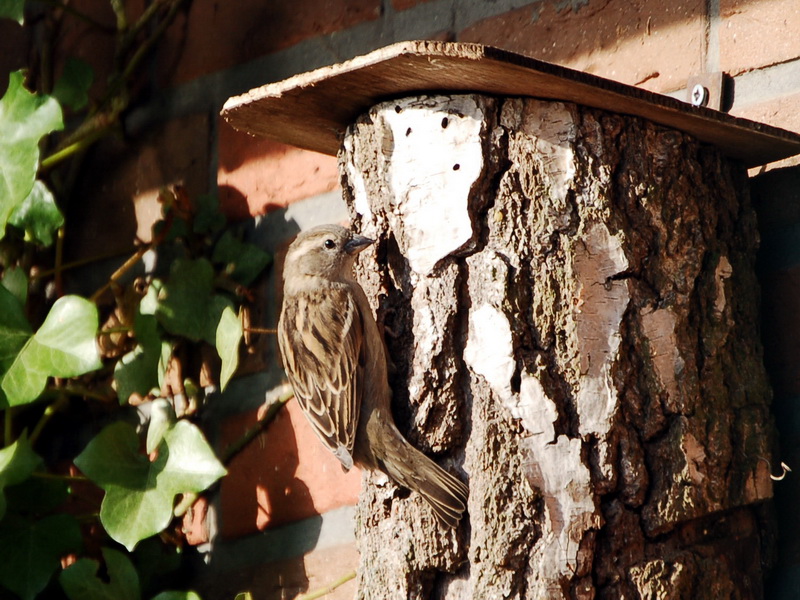 Spatz am Meisenkasten