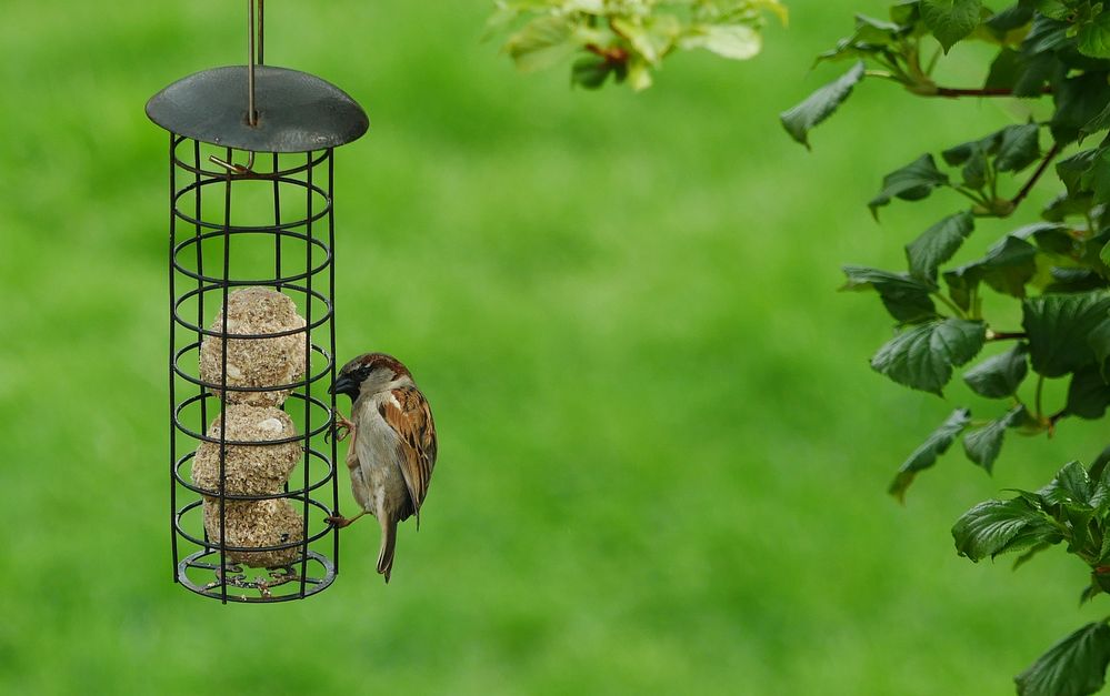 Spatz am Meisenknödel