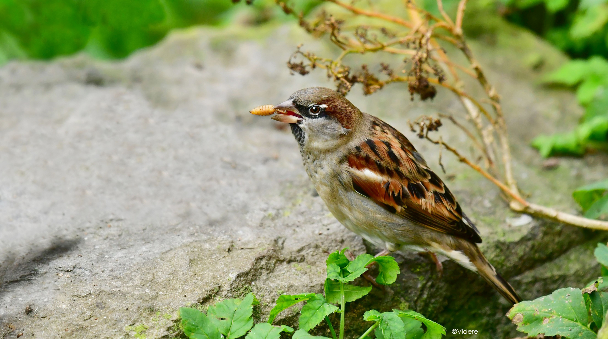 Spatz am Mittagstisch