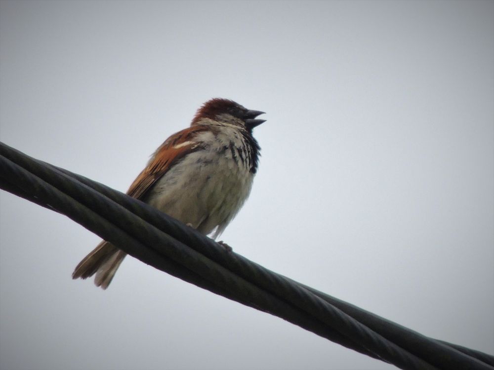 Spatz am Morgen