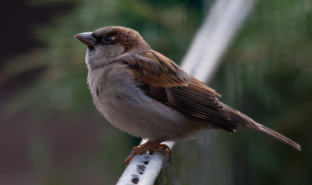 Spatz am Morgen..