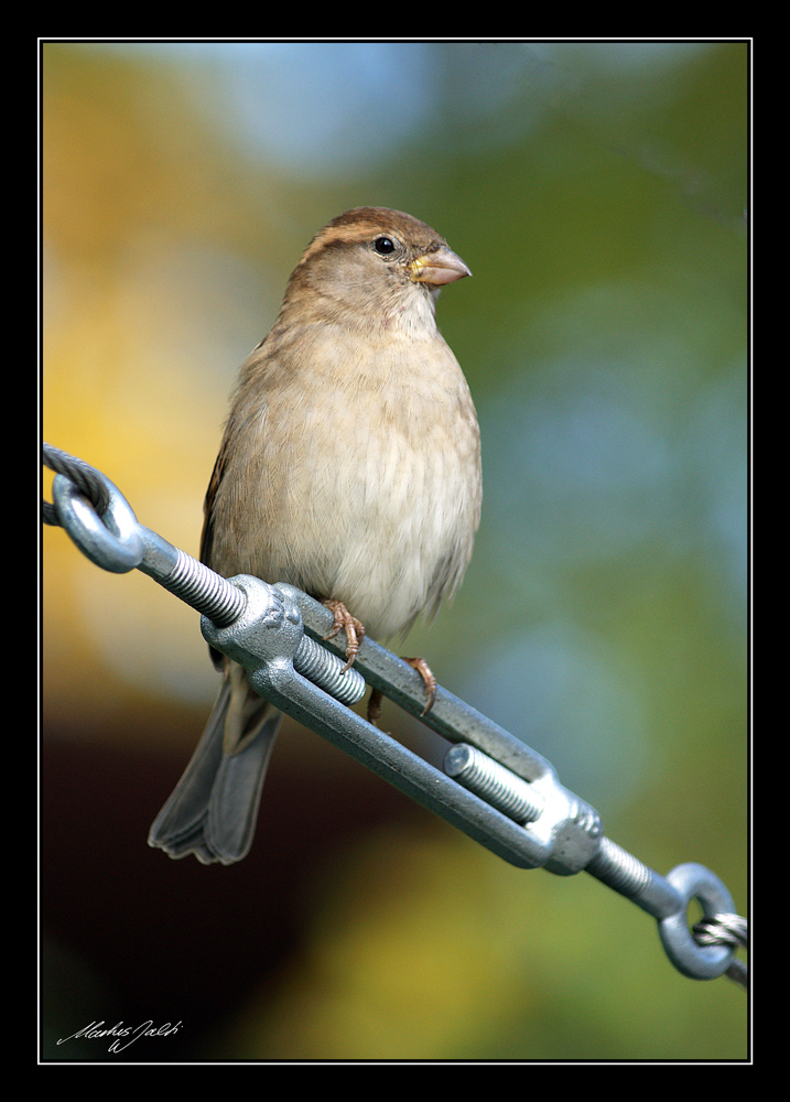 Spatz am Morgen....