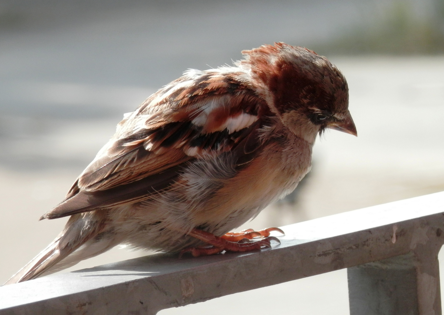 Spatz am Morgen