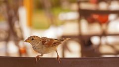 Spatz am Morgen in Ägypten