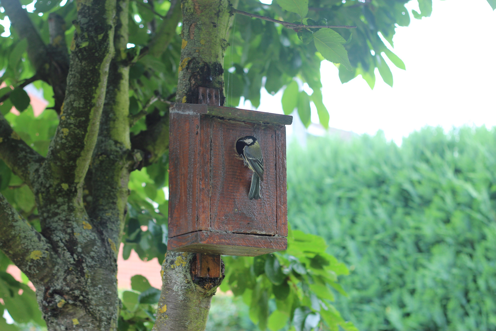 Spatz am Nest