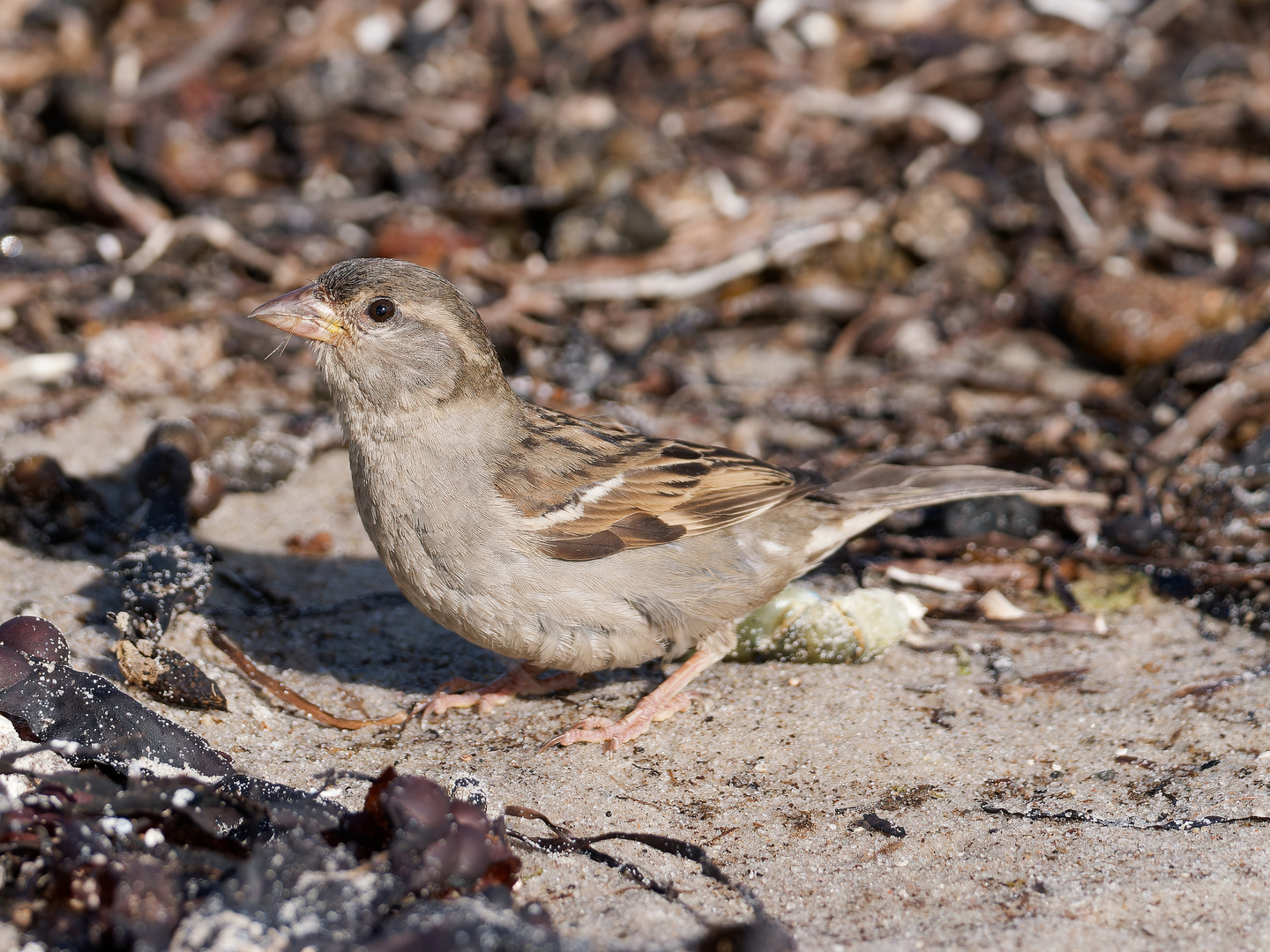 Spatz am Ostseestrand 