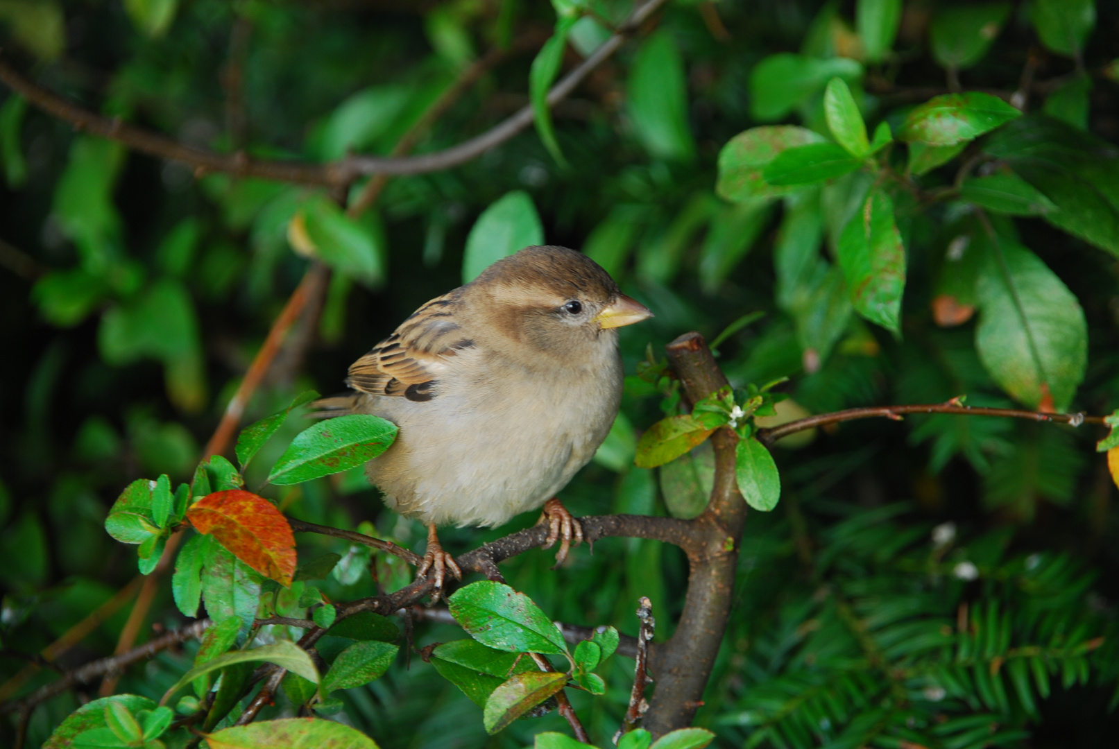 Spatz am Schäfersee