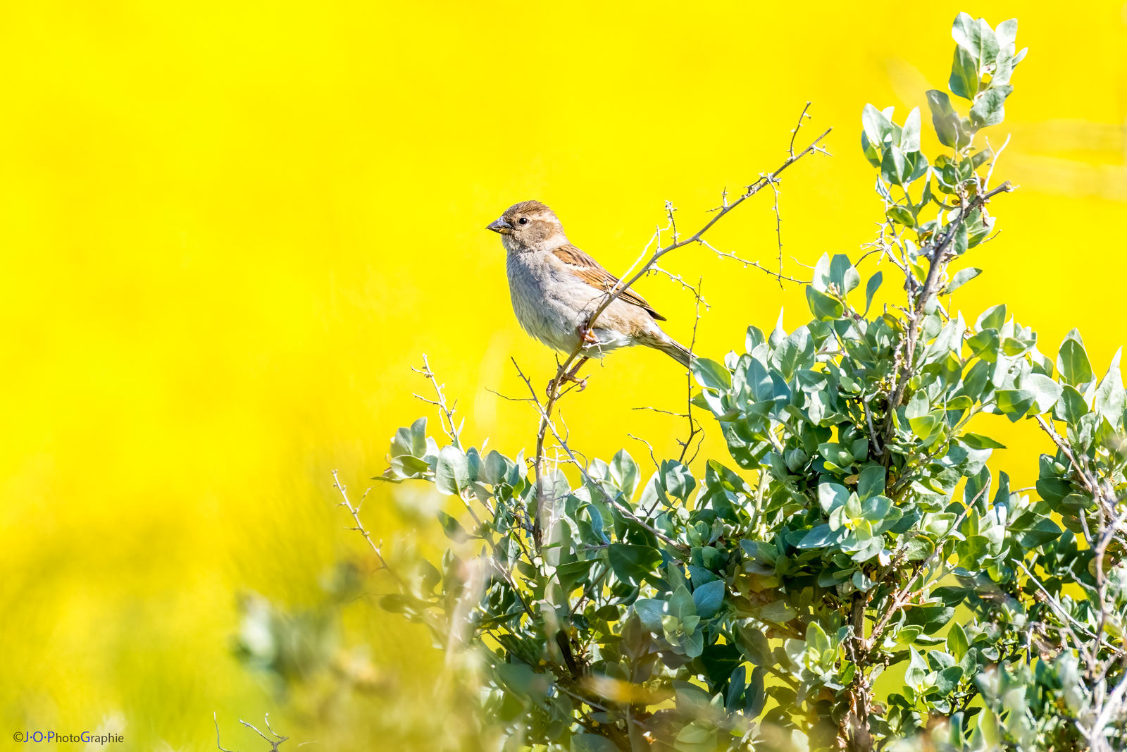 Spatz am Senf-Feld