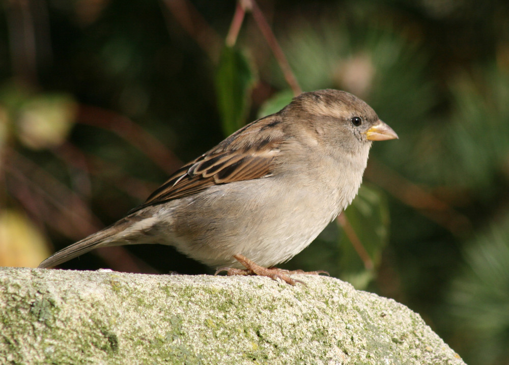 spatz am sonnen