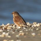 Spatz am Strand