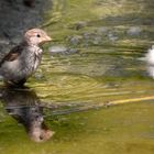 Spatz am Wasser