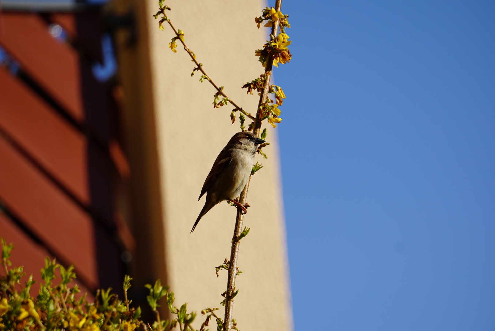 Spatz am Zweig