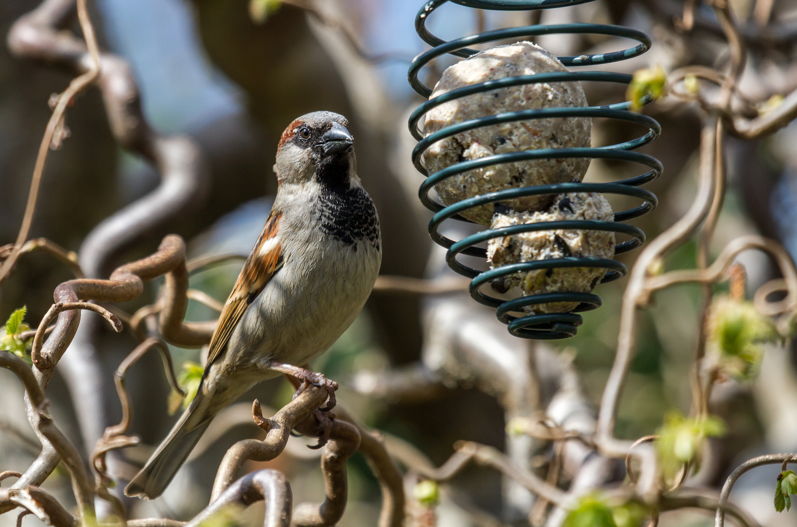 spatz an der futterstelle