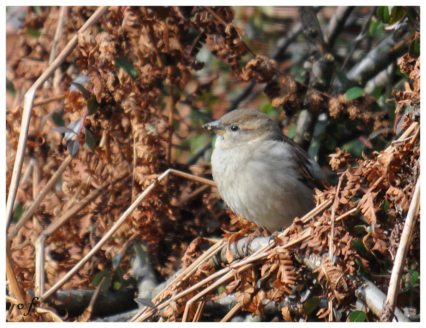 Spatz an der Sonne