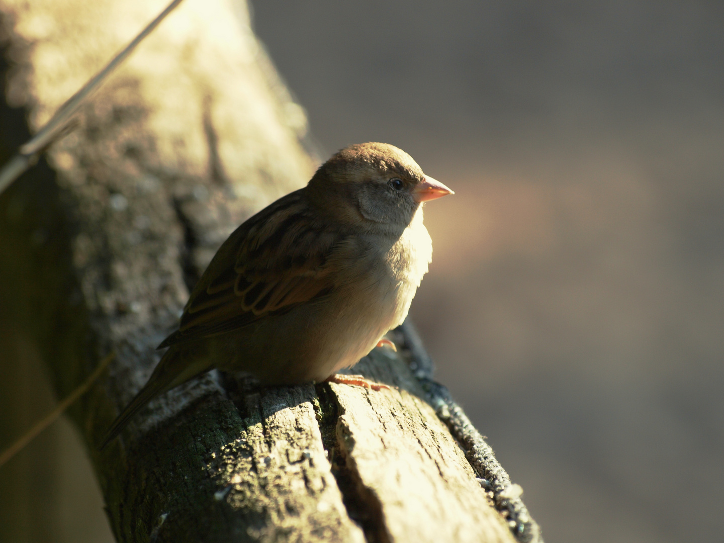 Spatz an der Sonne