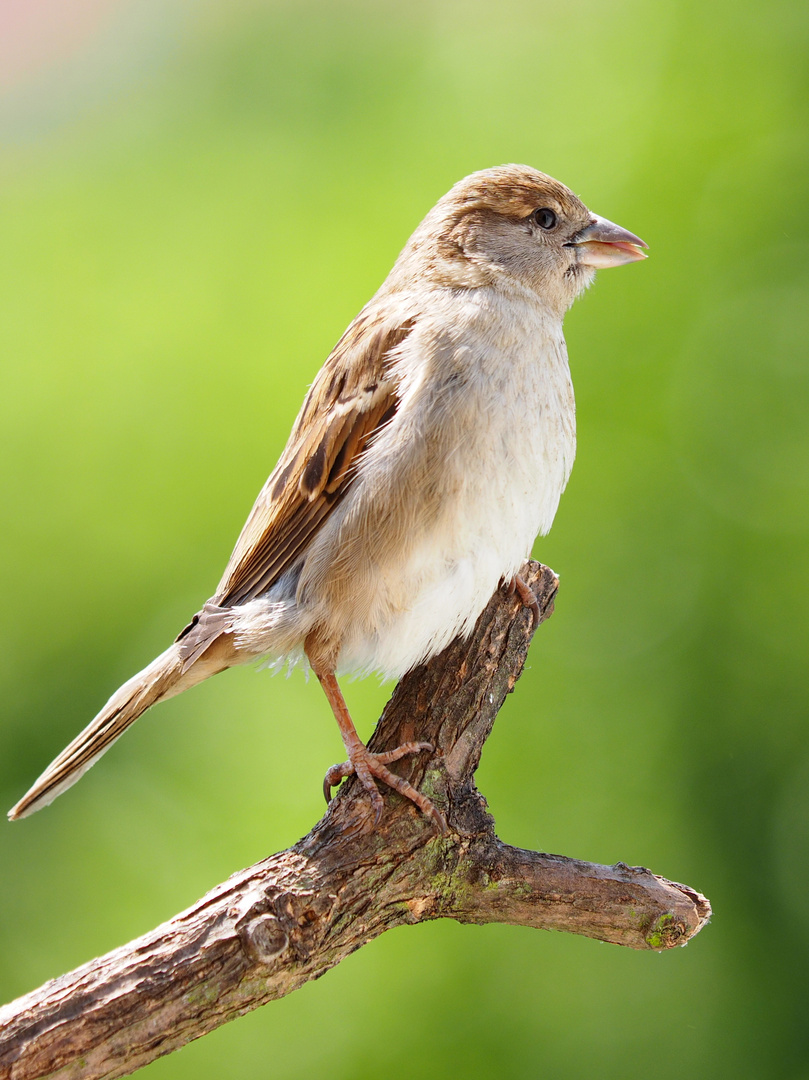 Spatz auf Ast 