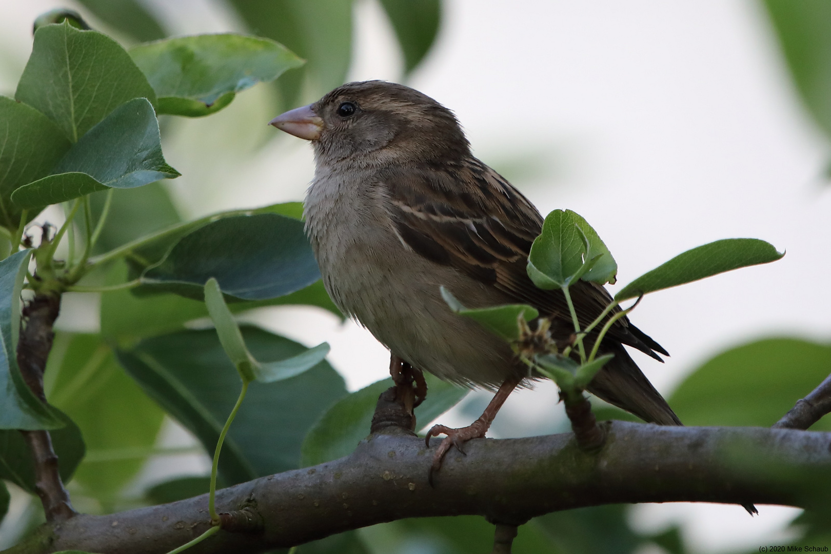 Spatz auf Ast