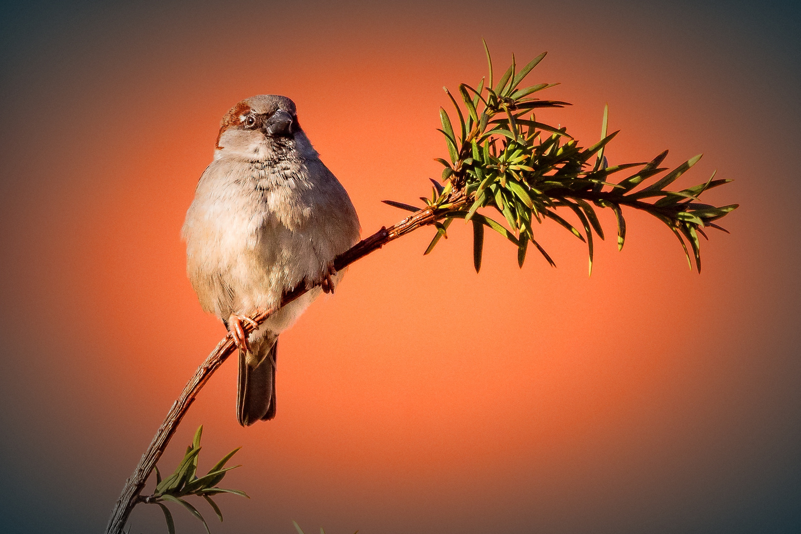 Spatz auf Ast