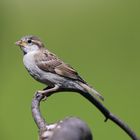 Spatz auf Aussichtspunkt