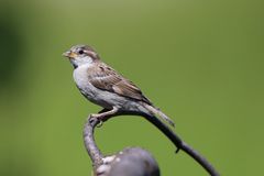 Spatz auf Aussichtspunkt