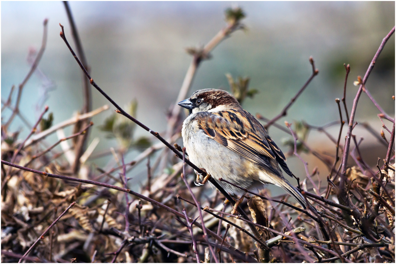 Spatz auf Brautschau