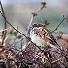 Spatz auf Brautschau