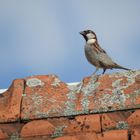 Spatz auf dem Dach