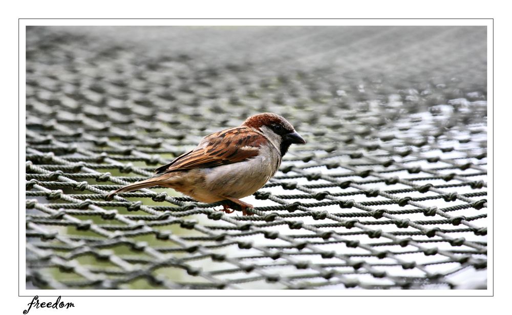 Spatz auf dem Dach...