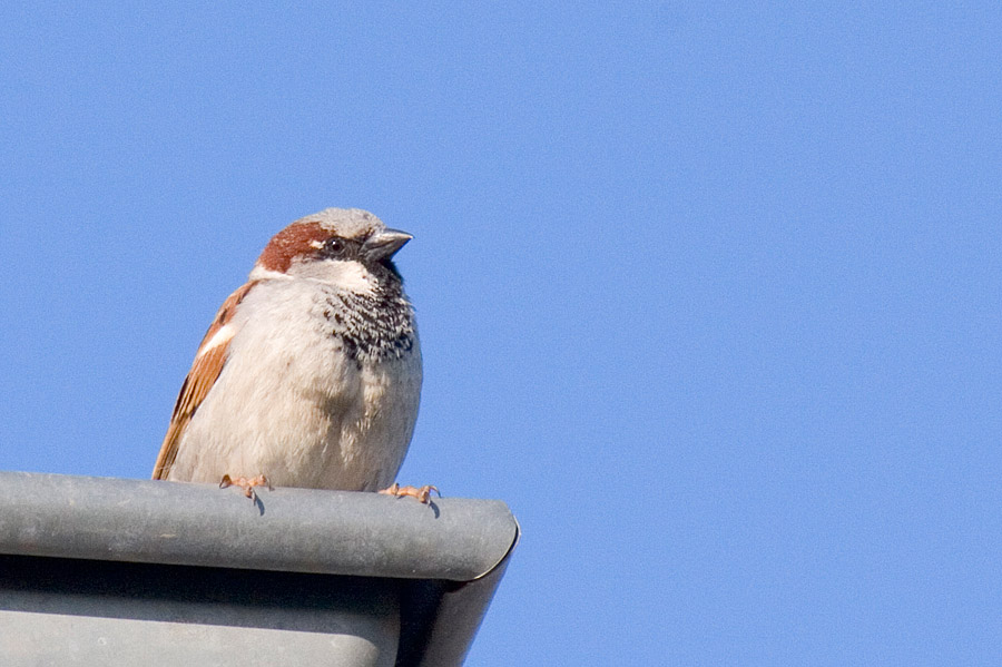 Spatz auf dem Dach