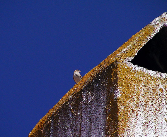 Spatz auf dem Schornstein