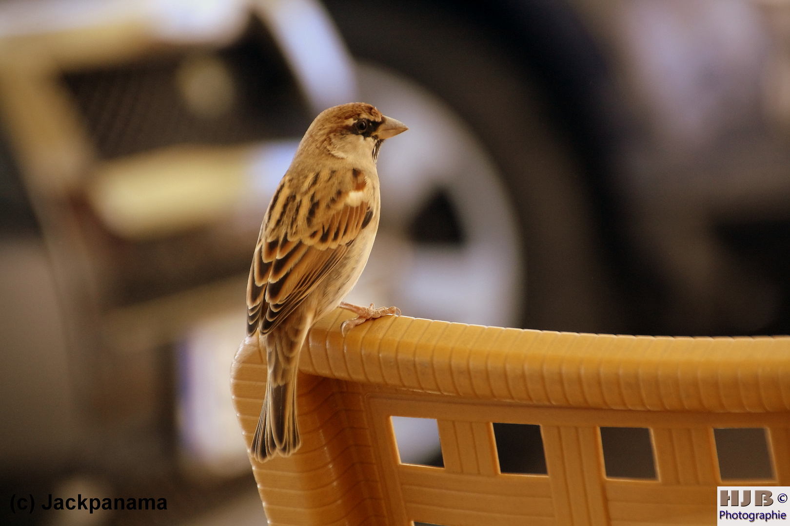 Spatz auf dem Stuhl 2