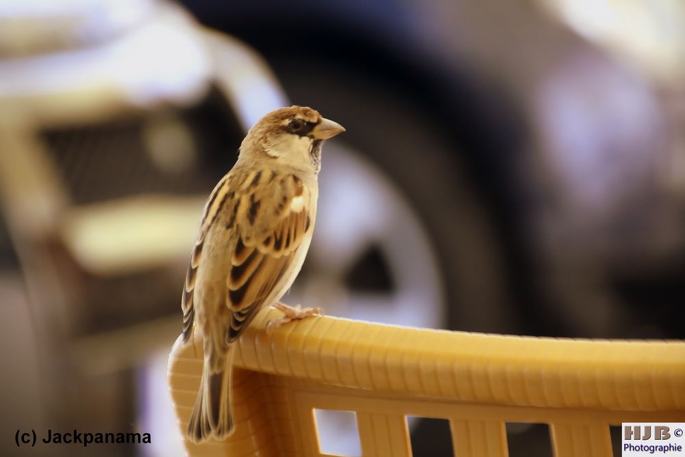 Spatz auf dem Stuhl 3