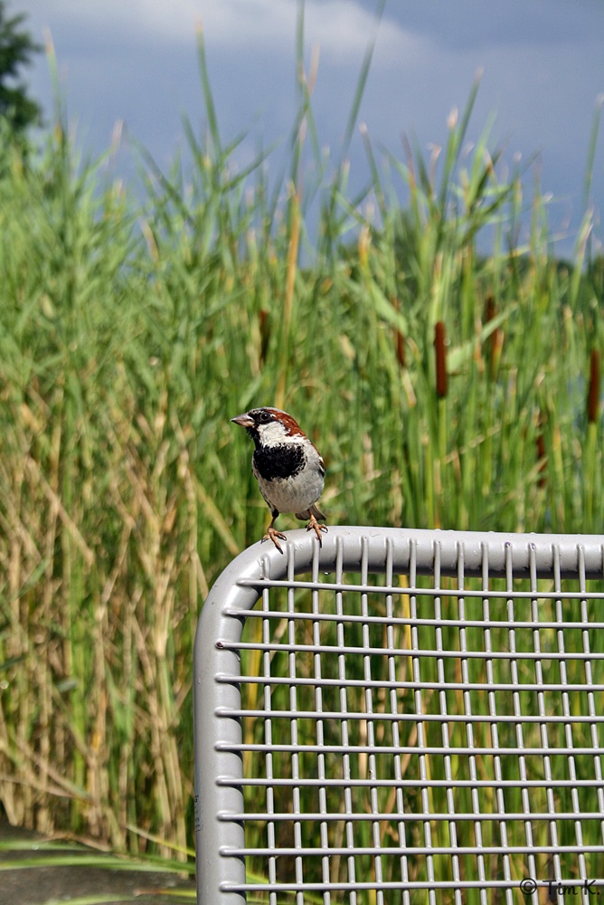 Spatz auf dem Stuhl