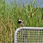 Spatz auf dem Stuhl