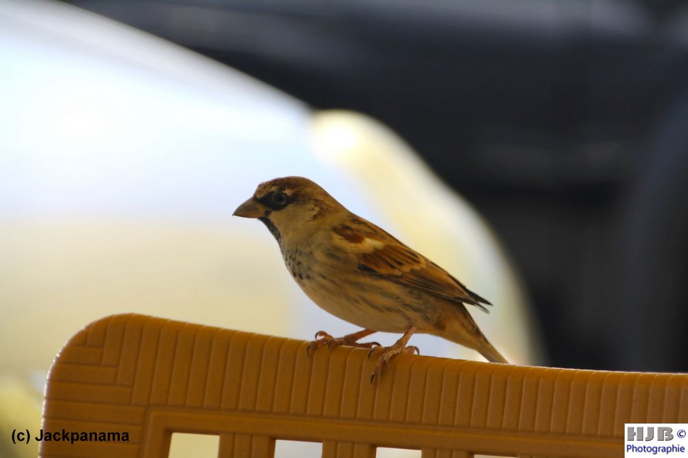 Spatz auf dem Stuhl