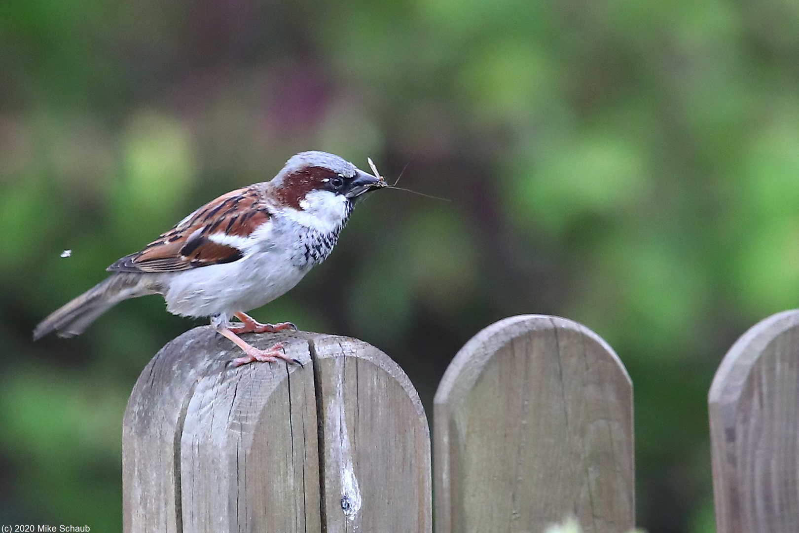 Spatz auf dem Zaun