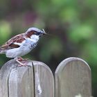 Spatz auf dem Zaun