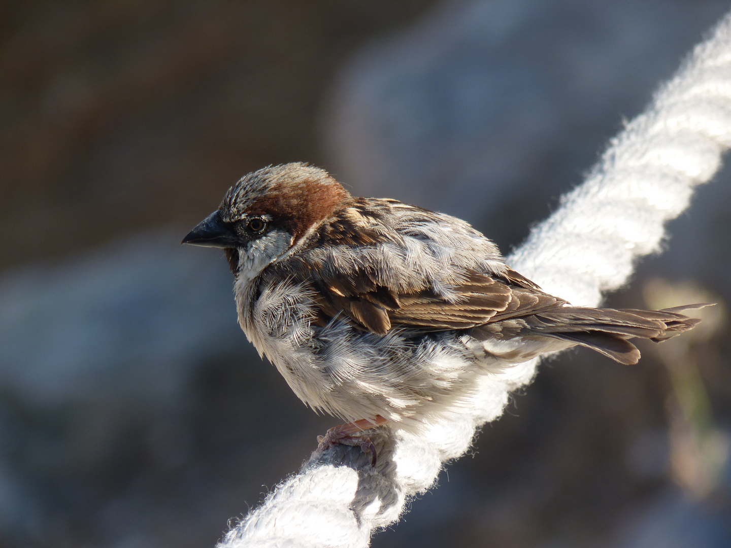 Spatz auf der Akropolis