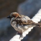 Spatz auf der Akropolis