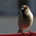 Spatz auf der Balkonia