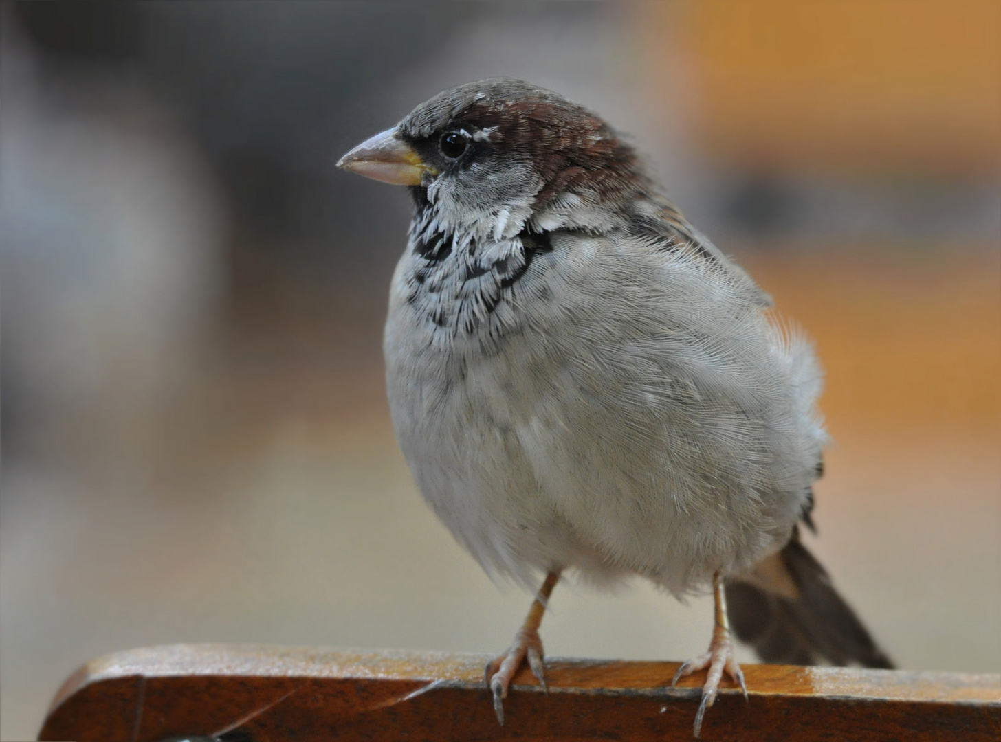 Spatz auf der Gartenstuhllehne sitzend