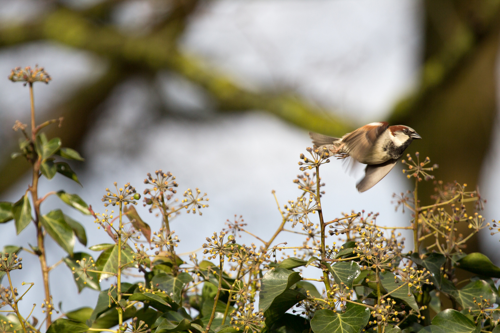 Spatz auf der Hecke