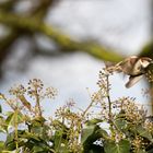 Spatz auf der Hecke