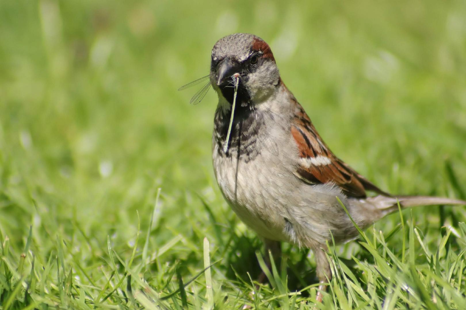 Spatz auf der Jagd