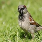 Spatz auf der Jagd