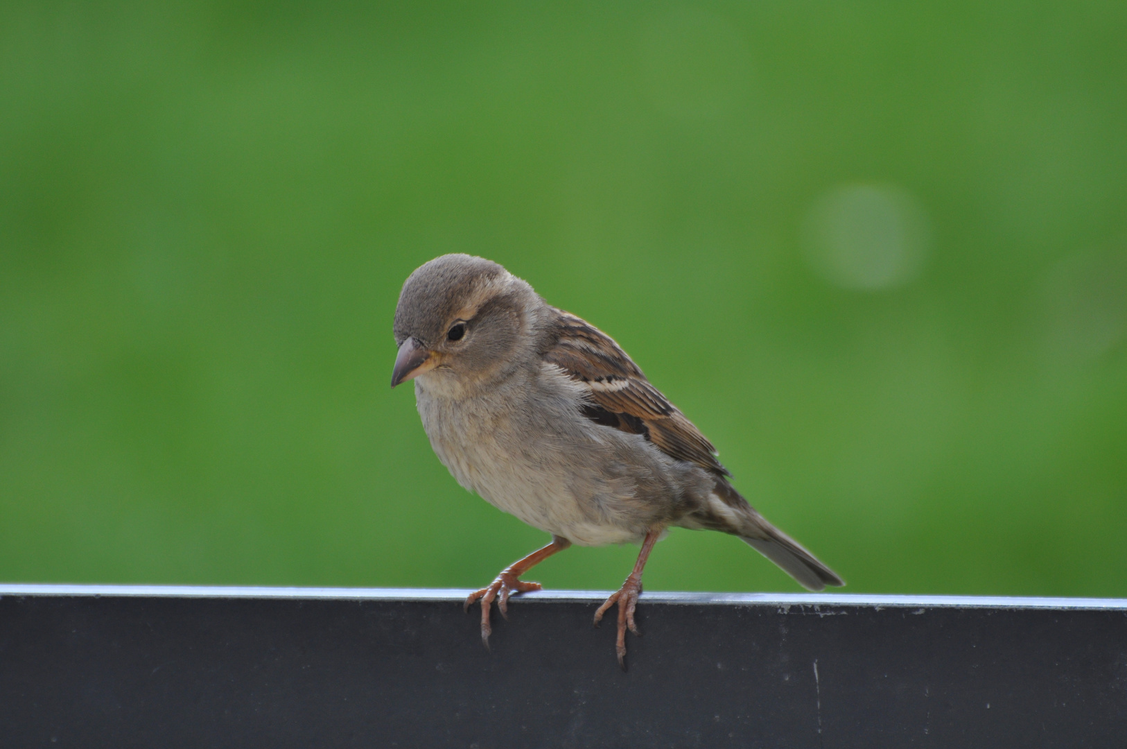 Spatz auf der Lauer