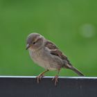 Spatz auf der Lauer